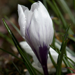 Jarni kvetina II