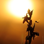 Orchidej pi zpadu slunce (Ophrys apifera, toi velonosn)