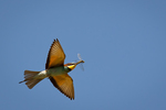 Velrik zlat (Merops apiaster)