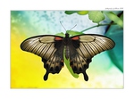 ... Great Mormon (Papilio memnon) ...