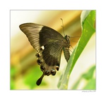 ... Papilio Blumei ...