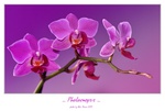 ... Phalaenopsis ...