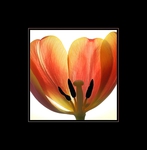 Tulipn 2