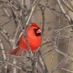 Cardinal,,,
