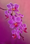 ... Phalaenopsis ...