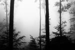 mlha v bukovm lese