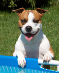 AST (American Staffordshire Terrier)