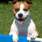 AST (American Staffordshire Terrier)