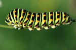 Otakrek fenyklov - Papilio machaon