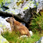 Marmota marmota latirostr