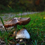 Podzimní houbovka....