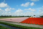 Holandsk tulipnov pole