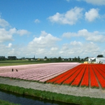 Holandsk tulipnov pole