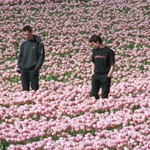 Agonomov na tulipnovch polch