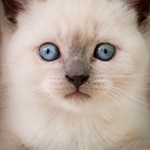 Eyes kitten