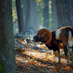 muflon v barvch podzimu