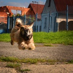 Flying puppy
