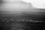 ovce na Pohanskom