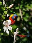Papouch Ferda
