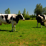 Cows from Poland