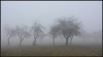 Stromy v mlze