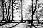 zimn stromy 18