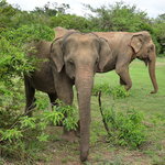 Sloni na Srí Lance
