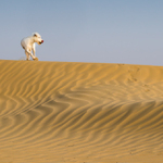 desert dancing