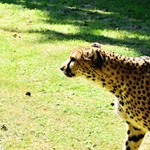 Gepard thl