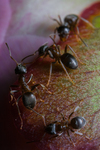 Mravenci na pastv
