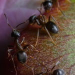Mravenci na pastv