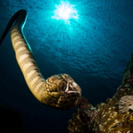 Ornate Reef Sea Snake