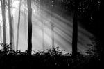 Rno v lese