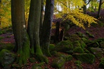 Podzim v Honoporskm lese