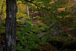 Podzim v Hornoporskm lese