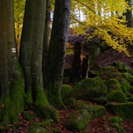 Podzim v Honoporskm lese