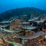 Žraloci lagunoví