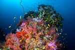 Colours of Red Sea