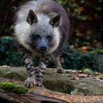 Hyena abrakov