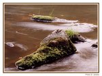 Kamenn krokodl