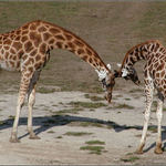 Žirafí dialog