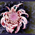 Chrysantema