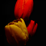 ***Tulipny***