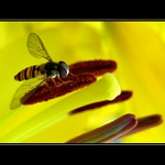 hmyzek na lilii