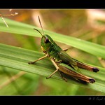 Ze ivota hmyzu - kobylka