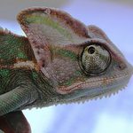 Chameleon jemensk