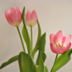 :::tulipny:::