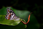 Papilio demodocus II