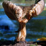 houba paezovka