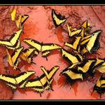 Jihoamerit Papilions